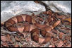 Broad-banded Copperhead