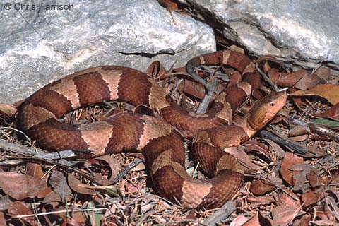 Broad-banded Copperhead