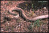 Western Coachwhip