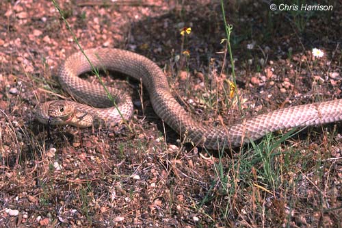 Western Coachwhip