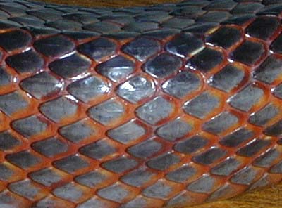 bairdii scales