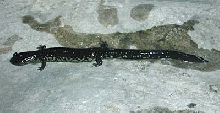 White-throated Slimy Salamander