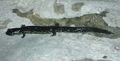 White-throated Slimy Salamander