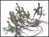 B.plumifrons babies