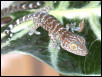 Babytokay