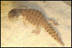 U.a. nigriventris