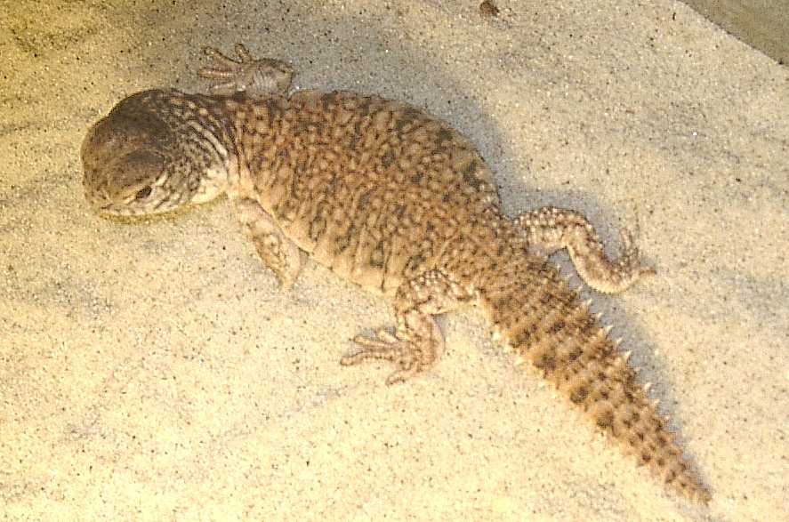 U.a. nigriventris