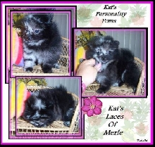 Kat's Laces of Merle...Blue Merle Pomeranian