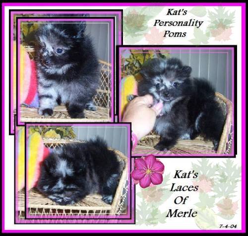 Kat's Laces of Merle...Blue Merle Pomeranian
