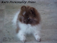 Kat's Tootsie... Chocolate Parti colored Pomeranian