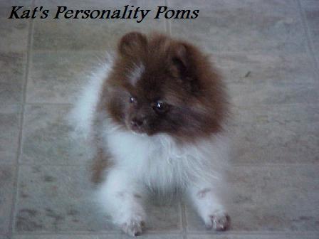 Kat's Tootsie... Chocolate Parti colored Pomeranian