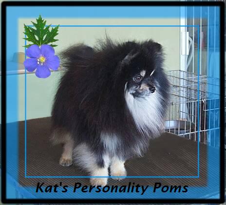 Kat's Walker...Black and Tan Pomeranian