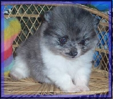 Kat's  M.Earl..Blue Merle Parti coloredPomeranian