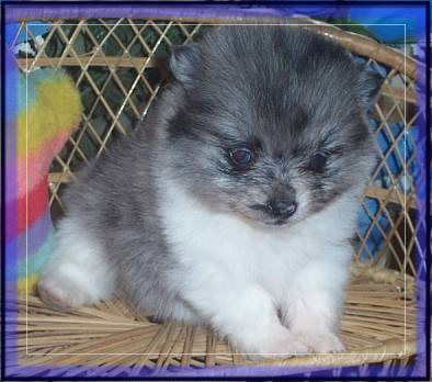 Kat's  M.Earl..Blue Merle Parti coloredPomeranian