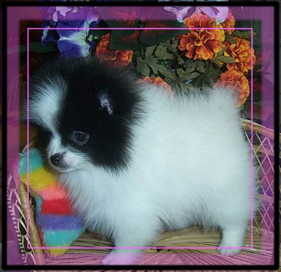 Kat's Oreo Cookie..Black Parti colored Pomeranian