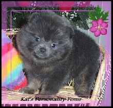Kat's Sahara...Blue and Tan Pomeranian
