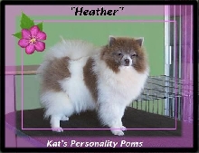 Kat's Lavender Heathers..Lavender Parti colored Pomeranian