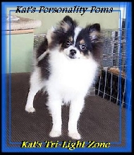 Kat's Tri Light Zone...Tri colored Pomeranian Puppy