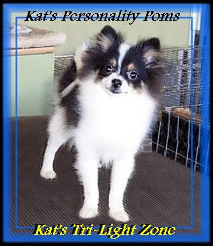 Kat's Tri Light Zone...Tri colored Pomeranian Puppy
