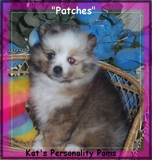 PATCHES..Red Merle Parti color