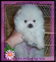 Kat's Crystal...White colored Pomeranian