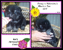Kat's Cloe'...Black and Tan Pomeranian