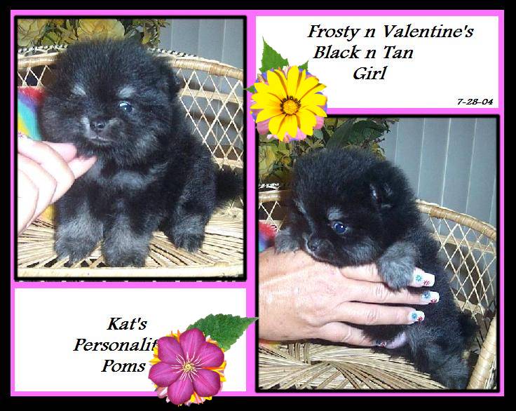 Kat's Cloe'...Black and Tan Pomeranian