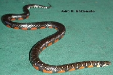 Liophis