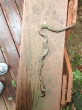 mystery snake 3