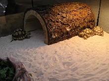 3 African Spurred Tortoises (Geochelone Sulcata)