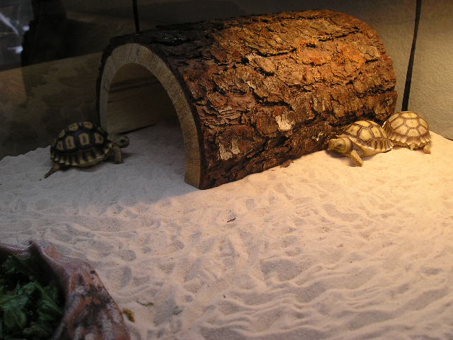 3 African Spurred Tortoises (Geochelone Sulcata)
