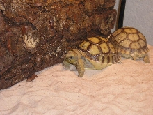 2 of my 3 African Spurred Tortoises (Geochelone Sulcata)