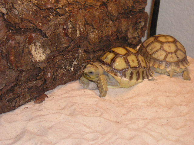 2 of my 3 African Spurred Tortoises (Geochelone Sulcata)