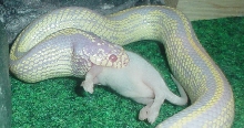 Casper Eating