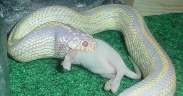 Casper Eating
