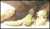 U. a. nigriventris