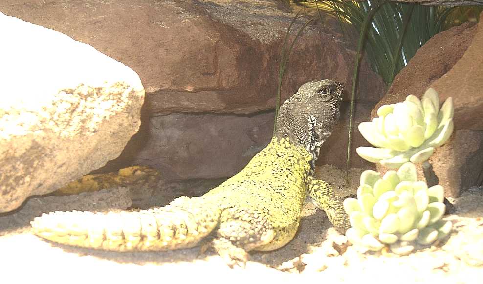 U. a. nigriventris