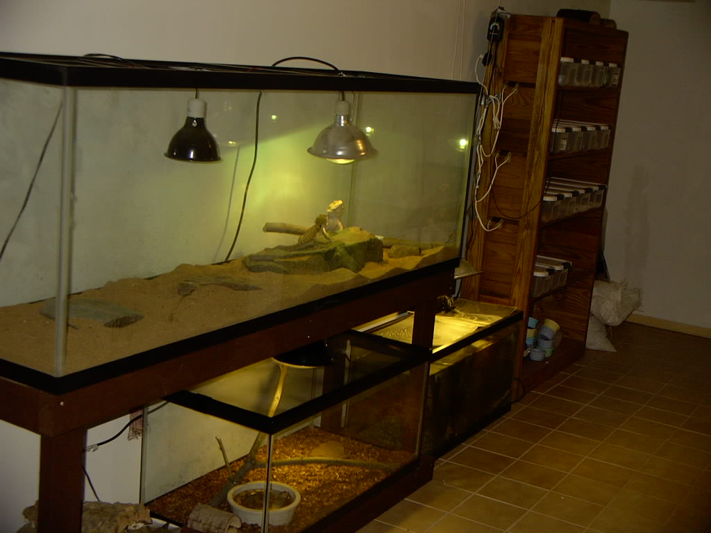 reptile room