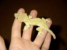 crested gecko