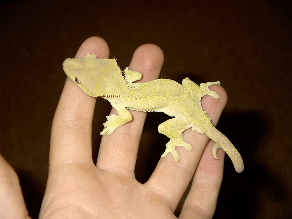 crested gecko