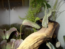 dart frog tank