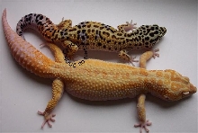 More from this project (Red Stripe X RAPTOR)