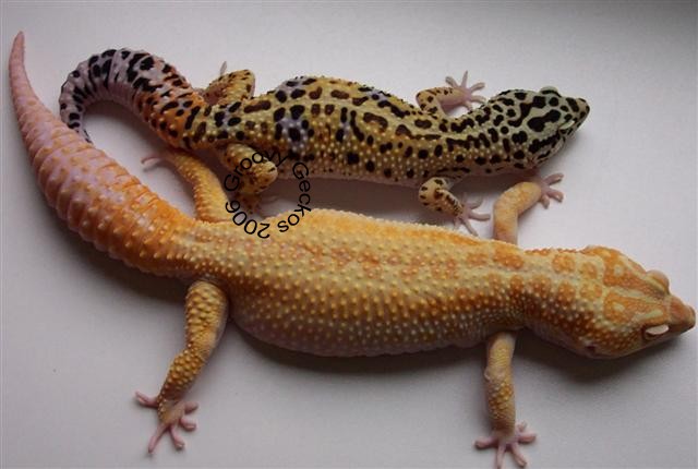 More from this project (Red Stripe X RAPTOR)