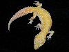Snake Eyed RAPTOR(body)