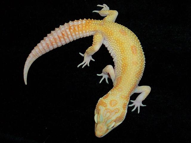 Snake Eyed RAPTOR(body)