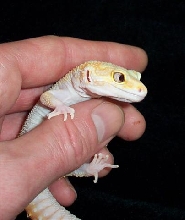 Snake Eye RAPTOR Female