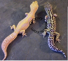 Mack Snow Jungle Albino project