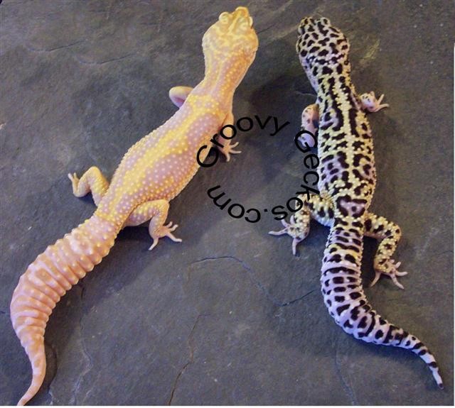 Mack Snow Jungle Albino project
