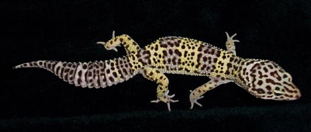 Mack Snow Giant Het Albino