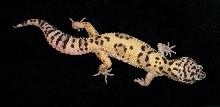 Mack Snow Hypo